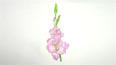 Talking tom drawing and coloring. Gladiolus Flower Drawing at GetDrawings | Free download