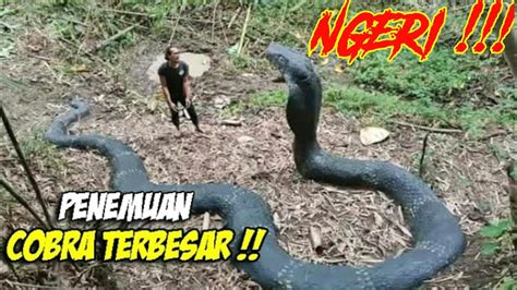 NGEERI Penemuan King Cobra Di Kalimantan Inilah Perbedaan Cobra