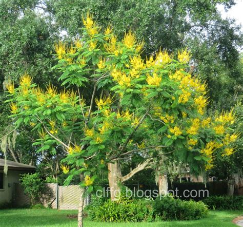 One of the most common flowering trees in central florida is the tabebuia or the trumpet tree. This is my Peltophorum dubium tree in my side yard. 3rd ...