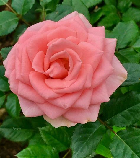 Pin De Kallol Bhattacharya Em My Rose Bela Rosa Rosas Rosa Cor De Rosa