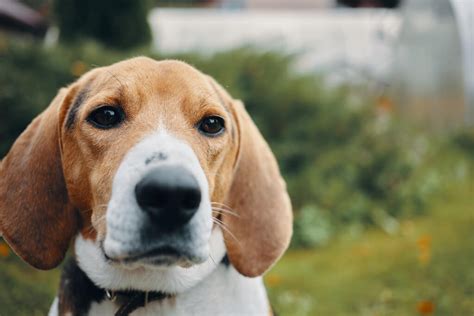 Cómo Adiestrar A Un Beagle Técnicas Y Secretos De Esta Raza