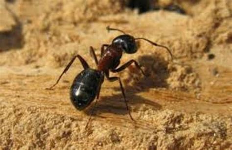 10 Facts about Carpenter Ants | Fact File