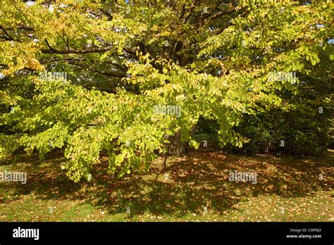 Delicate Greens Of The Katsura Tree Cercidiphyllum Japonicum As The