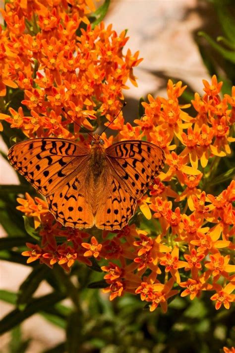 92 Best Images About Butterfly Nectar Plants On Pinterest