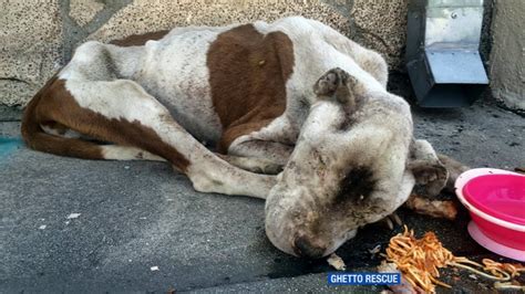 'Practically dead,' starving dog rescued from South Los Angeles street - ABC7 New York