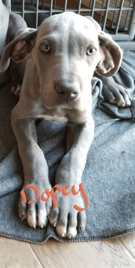 I have 6 akc registered great dane puppies they were born nov 18 2020 and will be ready to go jan 13 2020 i have three harlequin females one merle female one black and white. Great Dane Puppies For Sale | Colorado Springs, CO #285655