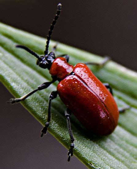 Lily Leaf Beetle Whats That Bug