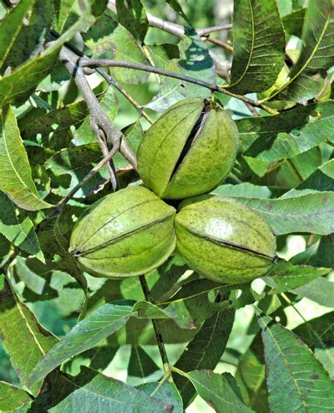 Northern Pecans Pecan Cultivars That Matured By September 30