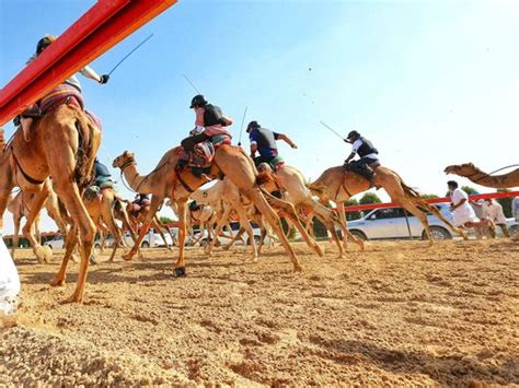 Camel for qurbani eid 2020 in lahore camel mandi 2020 qurbani eid videos 2020 all rounder vlogs. Watch: Sheikh Mohammed, Sheikh Hamdan watch camel race for ...