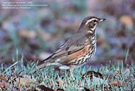 Birdfiles Pictures Redwing Turdus Iliacus 1 By Kennedyh