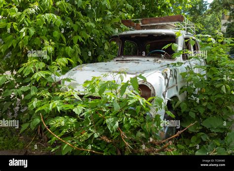 A Worn White Retro Car Picturesquely Located In The Bushes Stock Photo