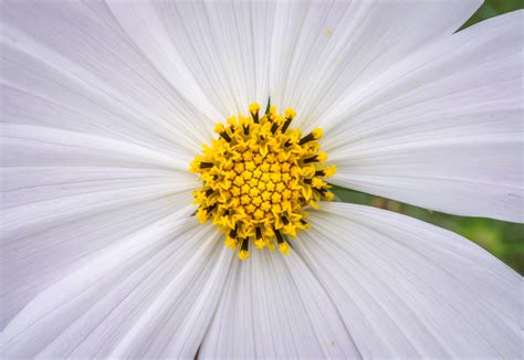 1920x1200 Wallpaper White 8 Petaled Flower Peakpx