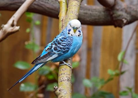 Budgerigars Everything You Need To Know