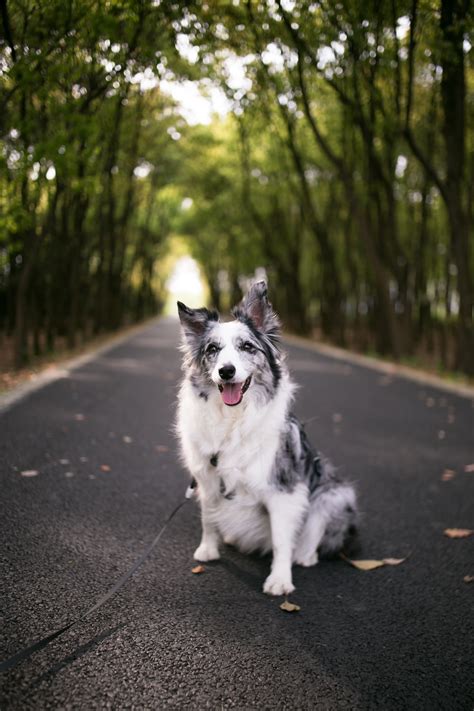 Adult White And Black Australian Shepherd In Road During Daytime Photo