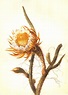 Botanical Illustration History - 18th-19th centuries. Carl Linnaeus ...