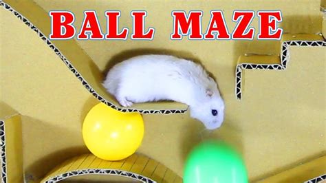 Lol The Balls Make The Hamster More Difficult In The Maze Hamster