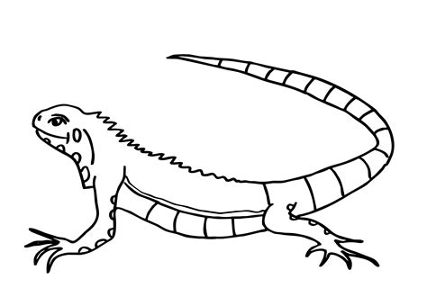 Download Iguana coloring pages to download and print for free