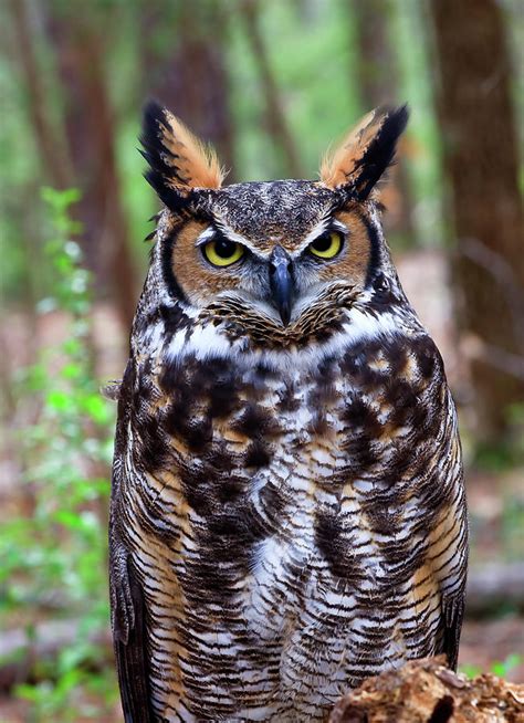 Great Horned Owl Standing Photograph By Jill Lang Pixels