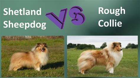 Shetland Sheepdog Vs Rough Collie Breed Comparison Rough Collie And