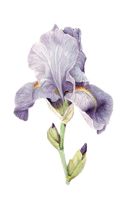 Instant Download Purple Bearded Iris Botanical Art Print Etsy
