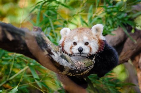 Adorable Red Panda Lying On The Branch Free Image Peakpx