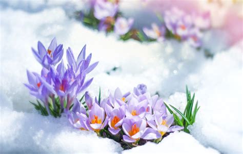 Flowers In Snow Desktop Wallpapers Top Free Flowers In Snow Desktop
