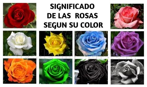 A♡su Significado De Las Rosas Segun Su Color