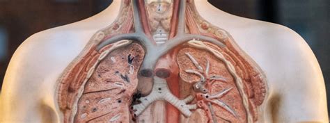 Mesothelioma usually targets the outer membrane of the lungs (pleura), but can also occur in the membrane lining of the abdominal cavity (peritoneum). First Mesothelioma Lawsuit Victory Against Johnson & Johnson
