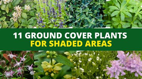 11 Best Ground Cover Plants For Shaded Areas 🌻 Beautiful Plants For