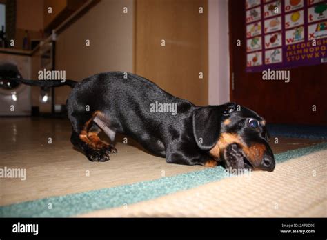 One of the world's best loved dog breeds, the Miniature Dachshund