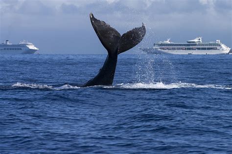 Humpback Whale Tail Lobbing In Maui Photograph By Flip Nicklin