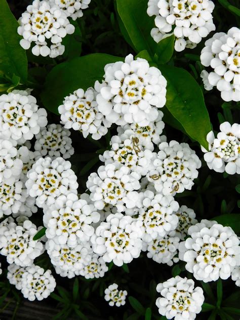 In Nj May Blooming Perennial Sds Photo White Gardens Perennials