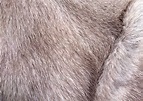 fur, texture of fur skins, fur texture background