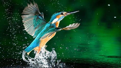44 Latest Background Images Tropical Birds Cool Background Collection