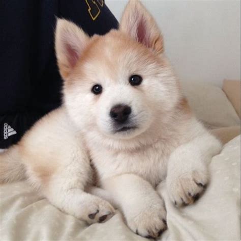 ᒪoᑌiᔕe ♡ Cute Dogs Puppies Cute Animals