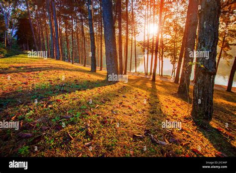 Sun Rising In Pine Wood Of Pang Ung Maehongsorn Northern Of Thailand