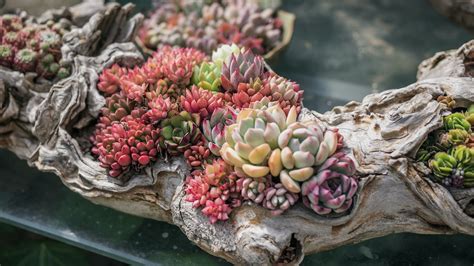 Pink And Green Succulent Plant Photo Free Nature Image On Unsplash