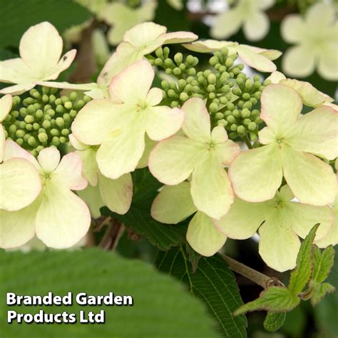 Viburnum Plicatum F Tomentosum Kilimanjaro Sunrise Van Meuwen