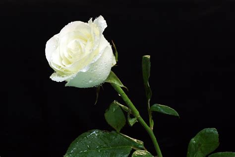 White Rose High Definition Wallpapers