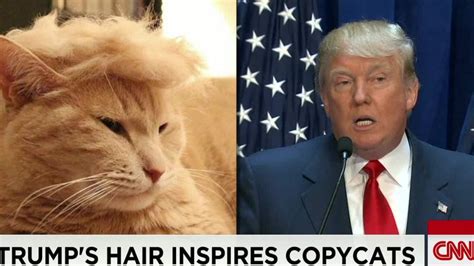 trump cats feature felines with crazy hairlines cnn video