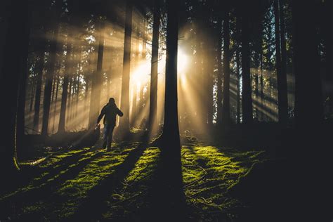 A Man Walking Through The Trees Toward A Sunset Forest Run 4k Hd Wallpaper