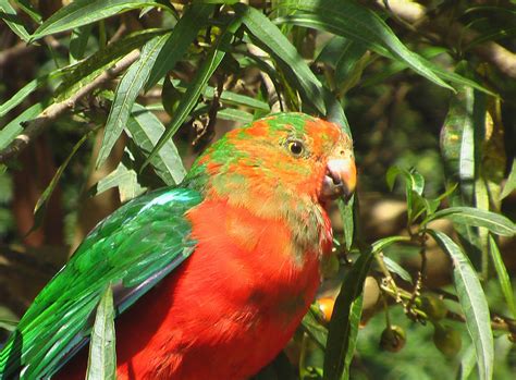 Free Images Wildlife Beak Fauna Lorikeet Macaw Australia