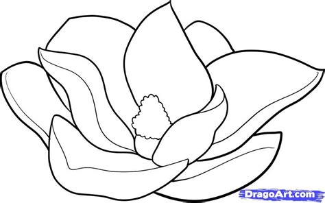 Flowering plant chinese magnolia liriodendron tulipifera twig, magnolia, branch, plant stem, flower png. How To Draw A Magnolia by Dawn | Dessin fleur ...