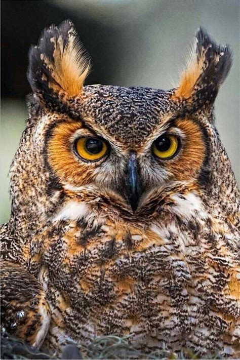 Birds · 1 decade ago. Pin by Colin Mudloff on Owls (With images) | Owl, Owl ...