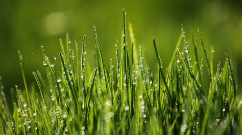 Wallpaper Green Grass 4k Hd Wallpaper 8k Field Dew Nature 4708