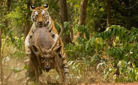Here You Get The Real Definition Of Wildlife Bandhavgarh National Park