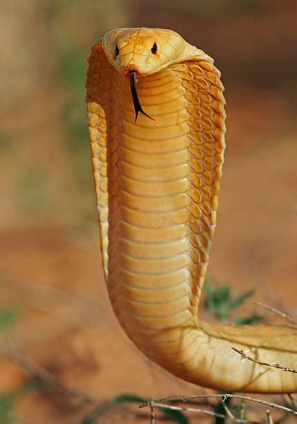 1800 Cobra Teeth Stock Photos Pictures And Royalty Free Images Istock