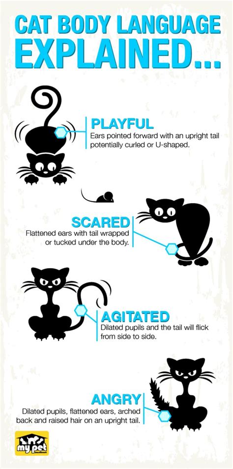 Educational Infographic Cat Body Language Infographic