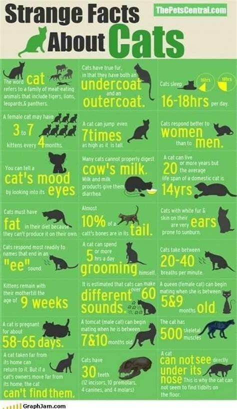 Pin By Joanne On Great Ideas Cat Facts Cat Infographic Cat Behavior