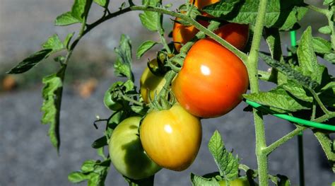 19 Early Season Tomato Varieties For Your Backyard